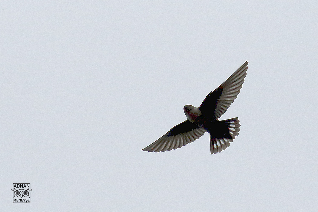 Eurasian Crag-Martin